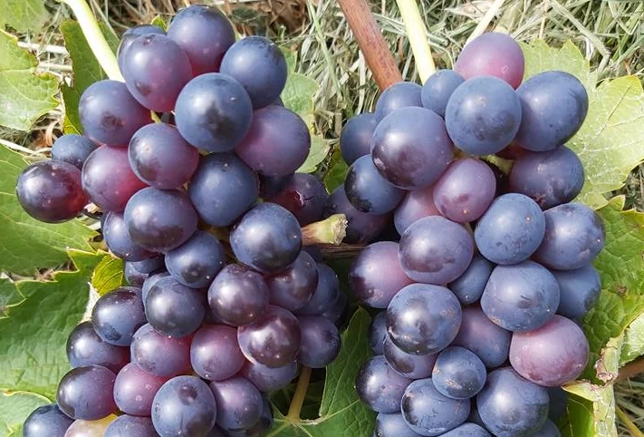 Уход за виноградом и его особенности  при выращивании культуры в теплицах.