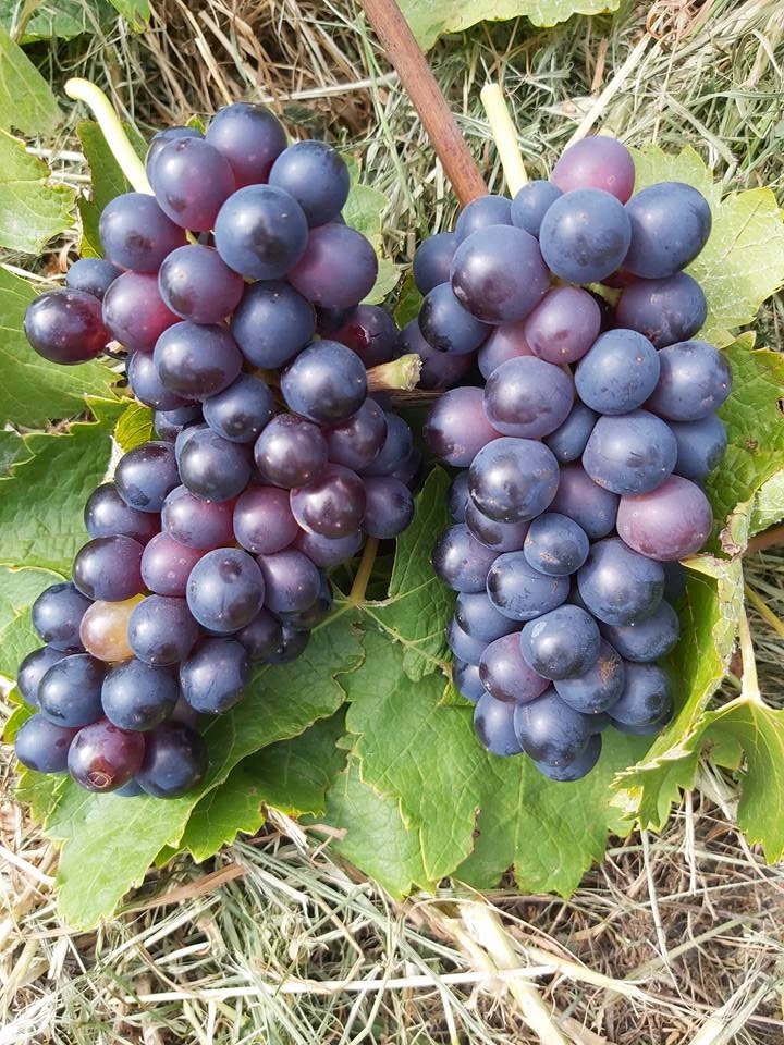 Уход за виноградом и его особенности  при выращивании культуры в теплицах.