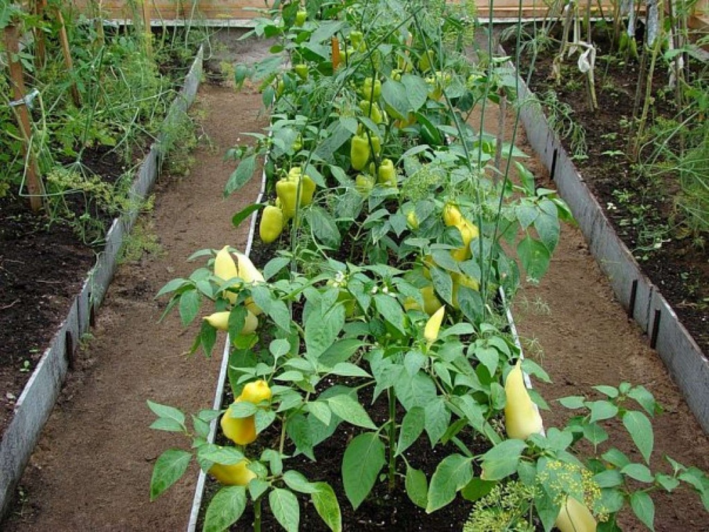 poryadok-posadki-parnikovogo-pertsa.jpg